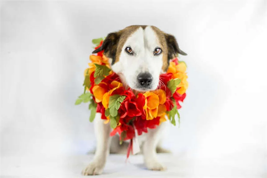 Stop Your Dog From Licking Wounds: 7 Safer Alternatives to Cones