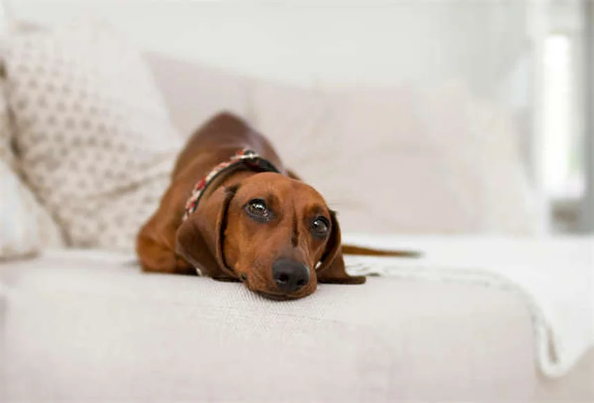 How Dogs Tell Time: 5 Fascinating Ways They Track Your Schedule