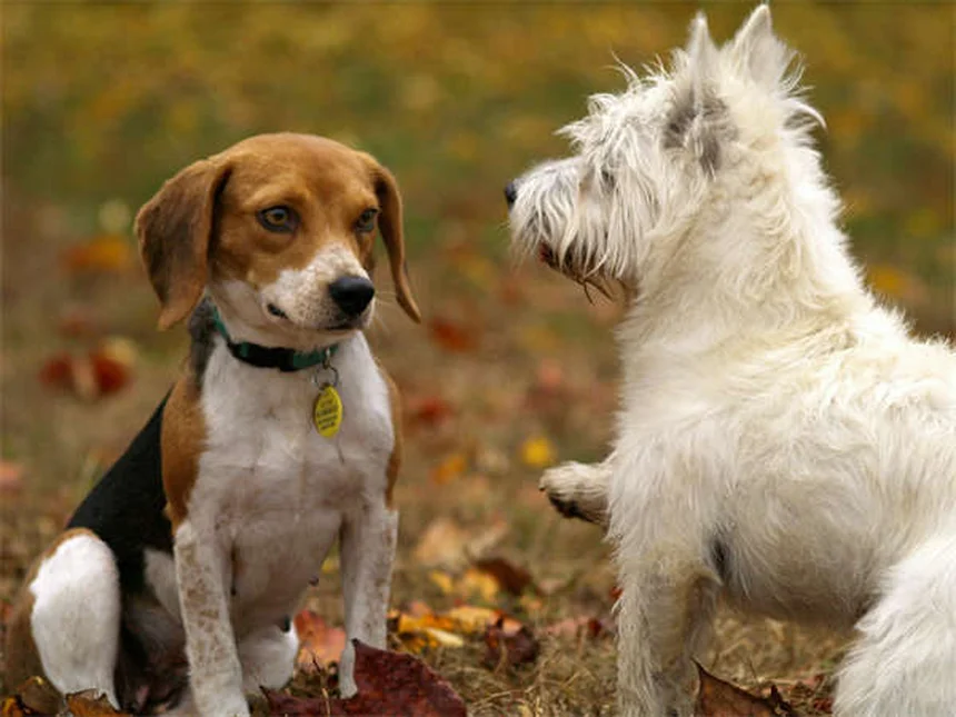 Why Do Dogs Lick You? 7 Surprising Reasons Behind This Behavior