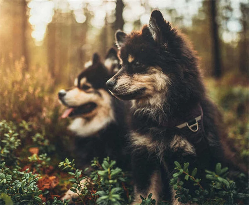 10 Essential Pet Travel Tips for Safe and Happy Adventures