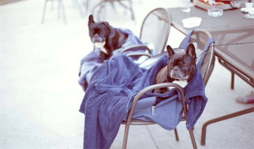 Horse Sarcoids: 5 Must-Know Facts About These Common Tumors