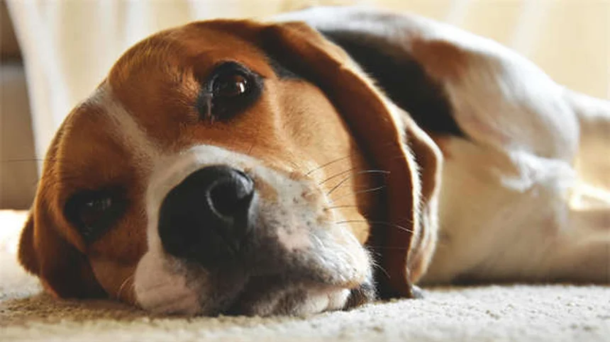 5 Essential At-Home Dog Health Checks Every Pet Owner Should Know